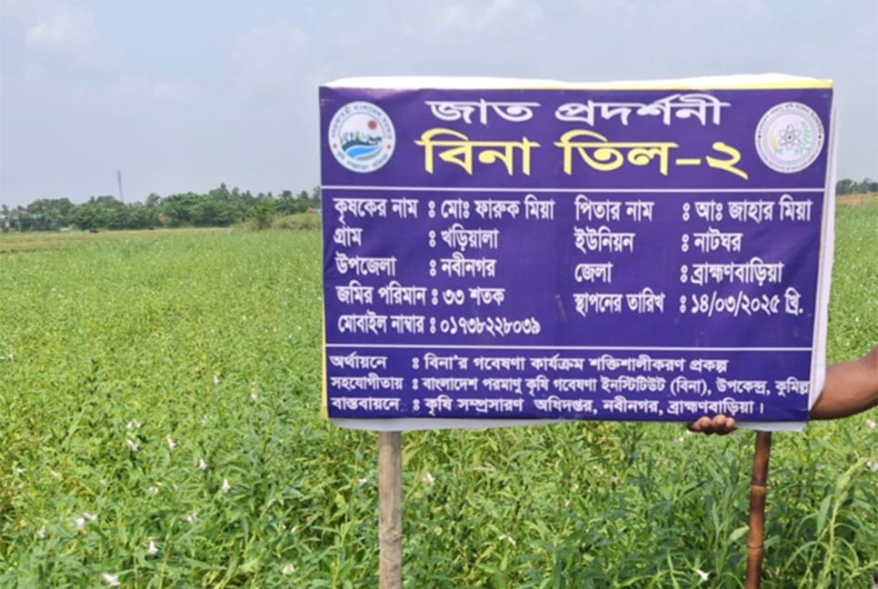 নবীনগরে জনপ্রিয় হচ্ছে বিনা তিল