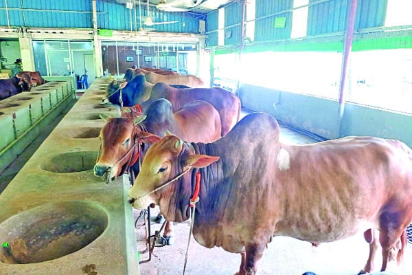 এবার লাগবে কোটি পশু