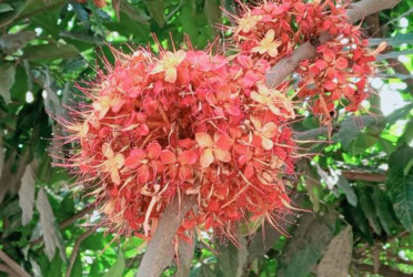 শান্তি ও আনন্দের প্রতীক অশোক 
গ্রীস্মেও শোভা ছড়াচ্ছে