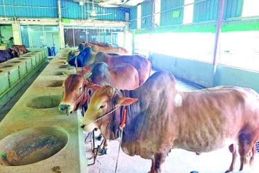 এবার লাগবে কোটি পশু