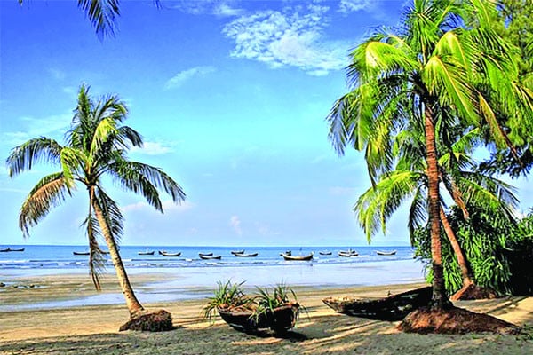 কমছে নারিকেল গাছ, আগের মতো নেই ফলন