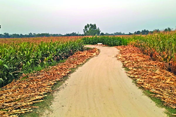 ভুট্টা চাষে অভাবনীয় সাড়া