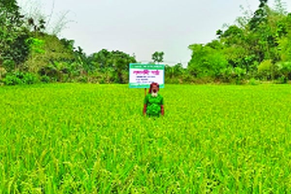 জৈব সারে ধানের বাম্পার ফলন