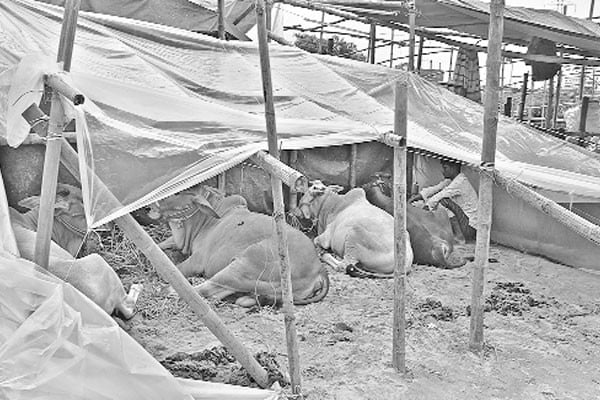 কোরবানি পশু, বৈরী আবহাওয়ায় দুশ্চিন্তায় খামারিরা
