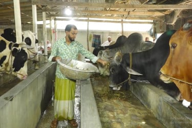 পাবনায় কোরবানির জন্য প্রস্তুত সাড়ে ৬ লাখ পশু