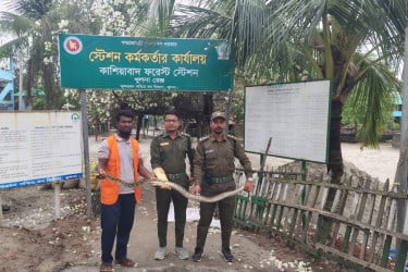 সুন্দরবনের অজগর লোকালয়ে, উদ্ধারের পর অবমুক্ত
