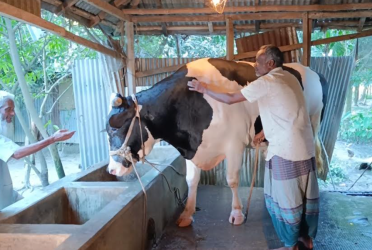 দৈত্যাকৃতির কোরবানির ষাঁড় ‘ঈশা খাঁ’কে নিয়ে বিপাকে কৃষক