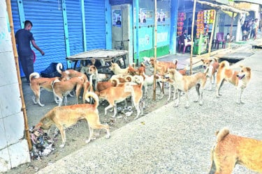 প্রতি ঘরে চার-পাঁচটি কুকুর