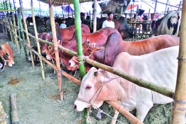 ইজারা হয়নি অনেক হাটের