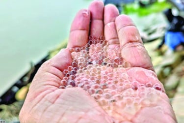 উৎসবের আমেজ হালদাপাড়ে