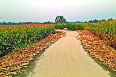 ভুট্টা চাষে অভাবনীয় সাড়া