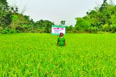 জৈব সারে ধানের বাম্পার ফলন