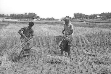 ভূমিহীনদের আশীর্বাদ নদীর চর