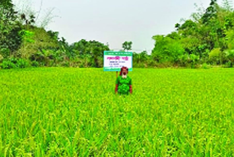জৈব সারে ধানের বাম্পার ফলন
