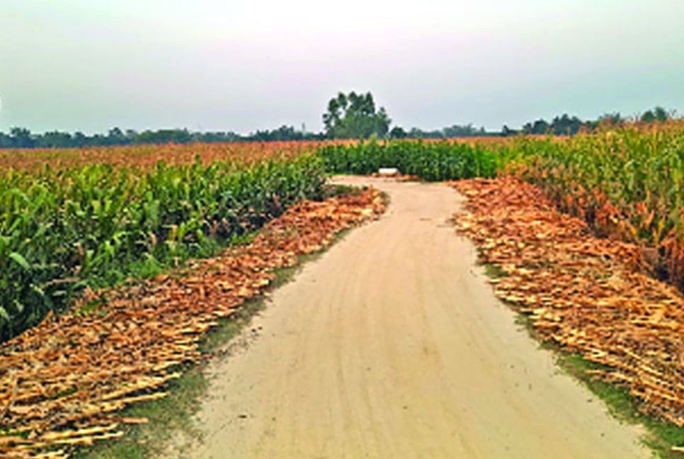 ভুট্টা চাষে অভাবনীয় সাড়া
