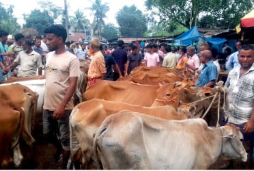জমে উঠেছে কোরবানির পশু বেচাকেনার হাট