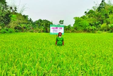 জৈব সারে ধানের বাম্পার ফলন