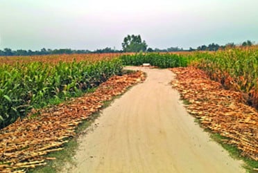 ভুট্টা চাষে অভাবনীয় সাড়া