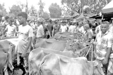 জমে উঠেছে কোরবানি পশুর হাট