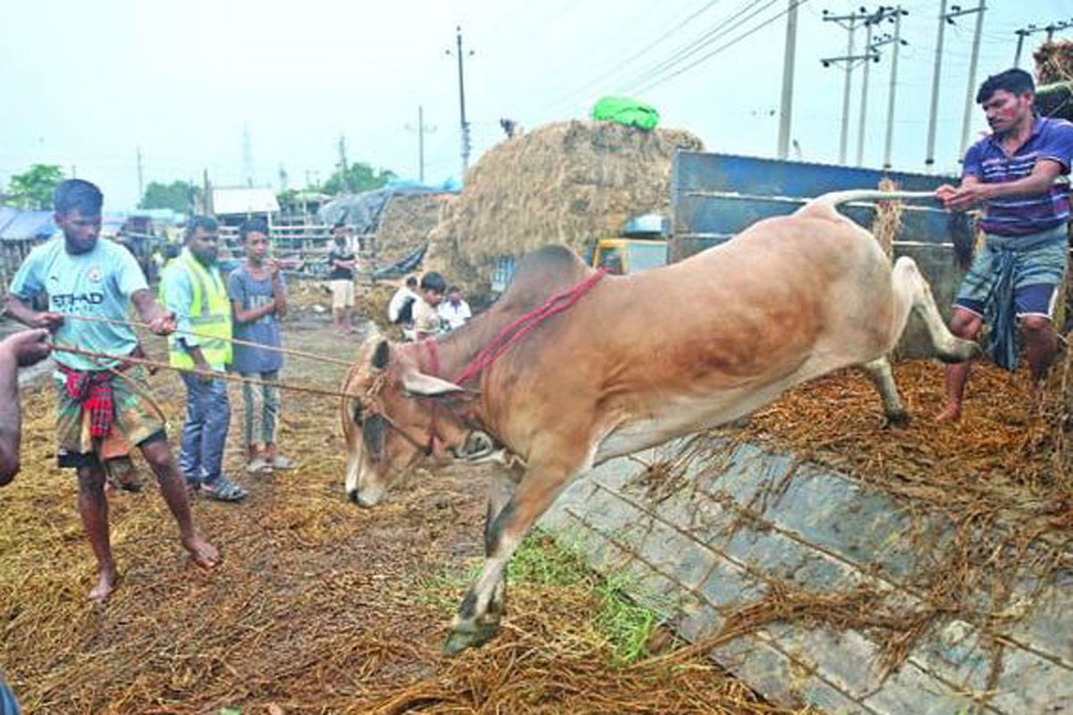 পশুর হাটে শেষ মুহূর্তের প্রস্তুতি