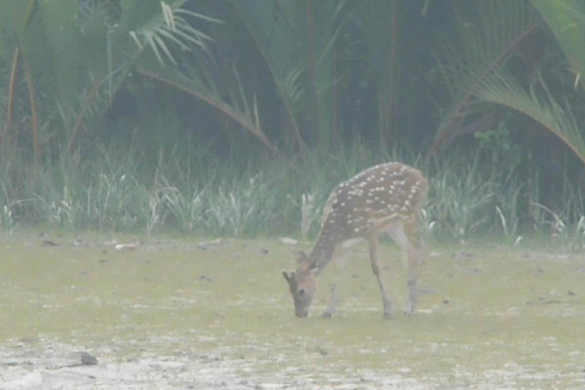 আজ থেকে তিন মাস সুন্দরবনে প্রবেশে নিষেধাজ্ঞা