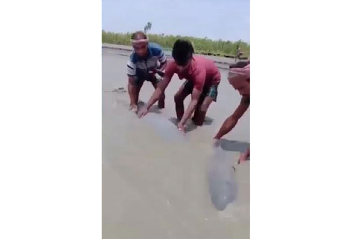 নিঝুমদ্বীপে জোয়ারের পানিতে ভেসে এসেছে দুটি ডলফিন