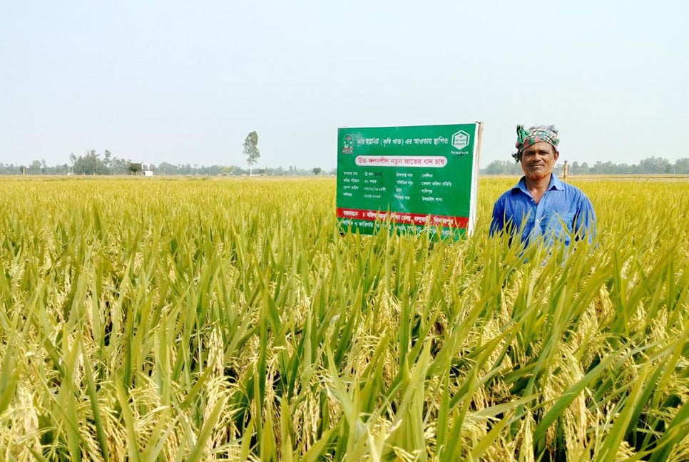 দিনাজপুরে কৃষকদের আগ্রহ বাড়ছে ব্রি-১০২ ধানে