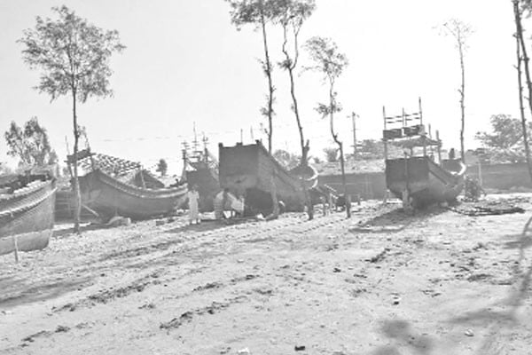 উপকূলজুড়ে চলছে ঝাউবন নিধন