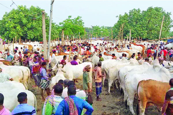 চাহিদার শীর্ষে ছোট গরু
