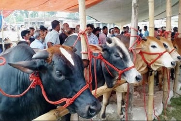 সুস্থ গরু চেনার উপায়