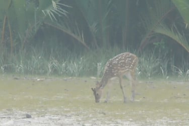 আজ থেকে তিন মাস সুন্দরবনে প্রবেশে নিষেধাজ্ঞা