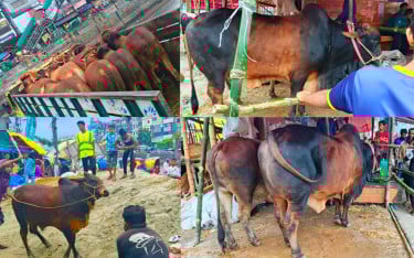 কুরবানির পশুর হাট: কাল থেকে বেচা-বিক্রির আশা