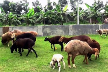 দিনাজপুরে কোরবানির হাটে দেখা মিলবে মরু অঞ্চলের দুম্বা