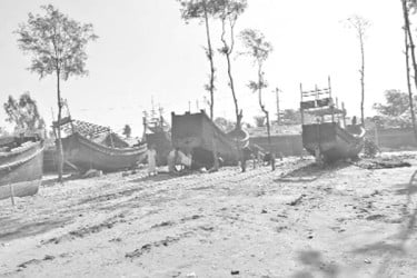 উপকূলজুড়ে চলছে ঝাউবন নিধন