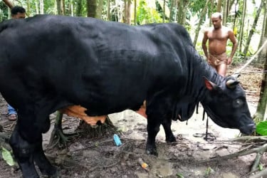 ঢাকায় আনা হলো ৩৫ মণ ওজনের 'বাদশা' ষাড়