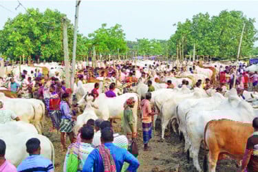 চাহিদার শীর্ষে ছোট গরু