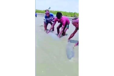 নিঝুম দ্বীপে জোয়ারে ভেসে এলো দুটি ডলফিন