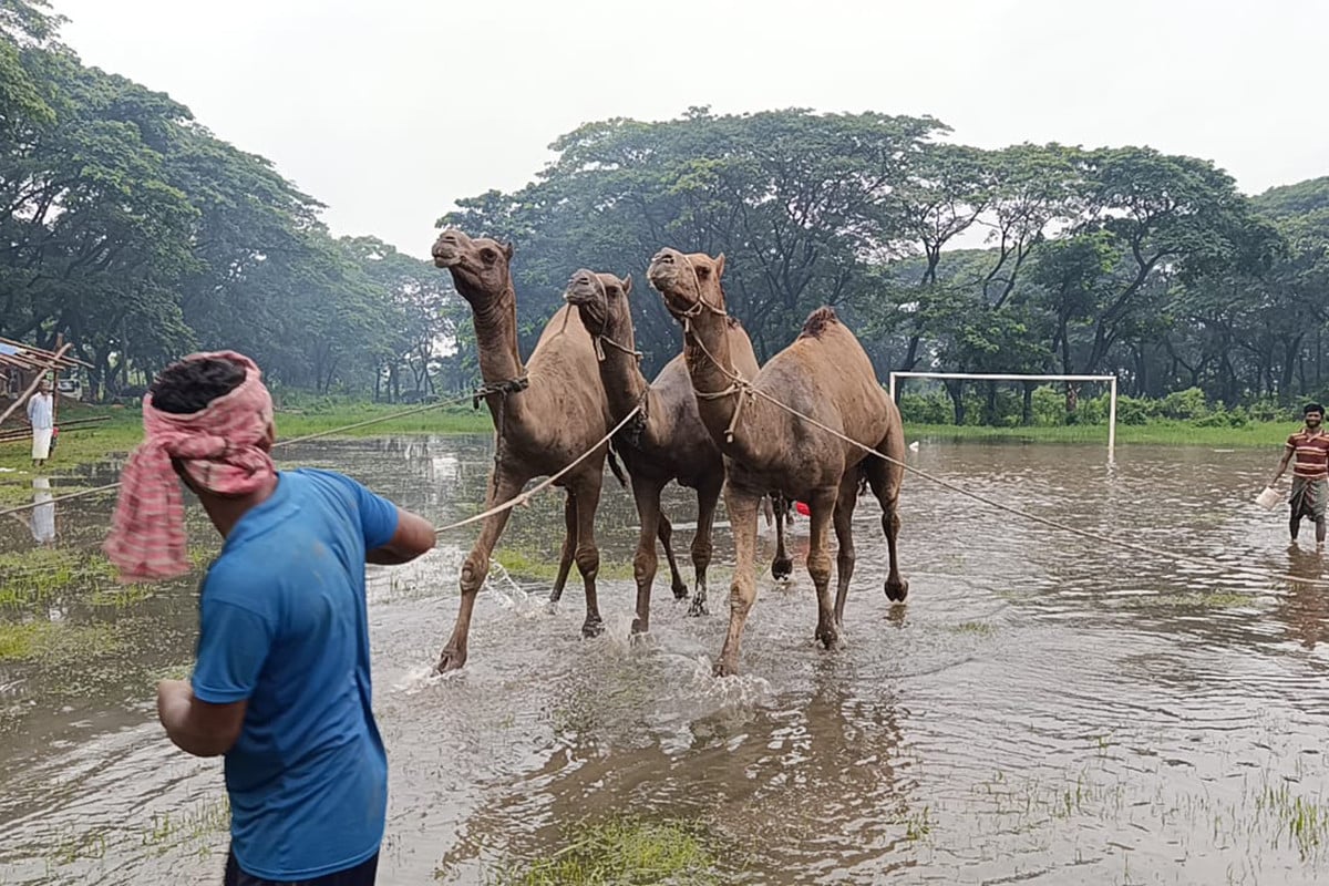মরুর ‘জাহাজ’ এখন চট্টগ্রামে, উট দেখতে হাটে উপচে পড়া ভিড়!