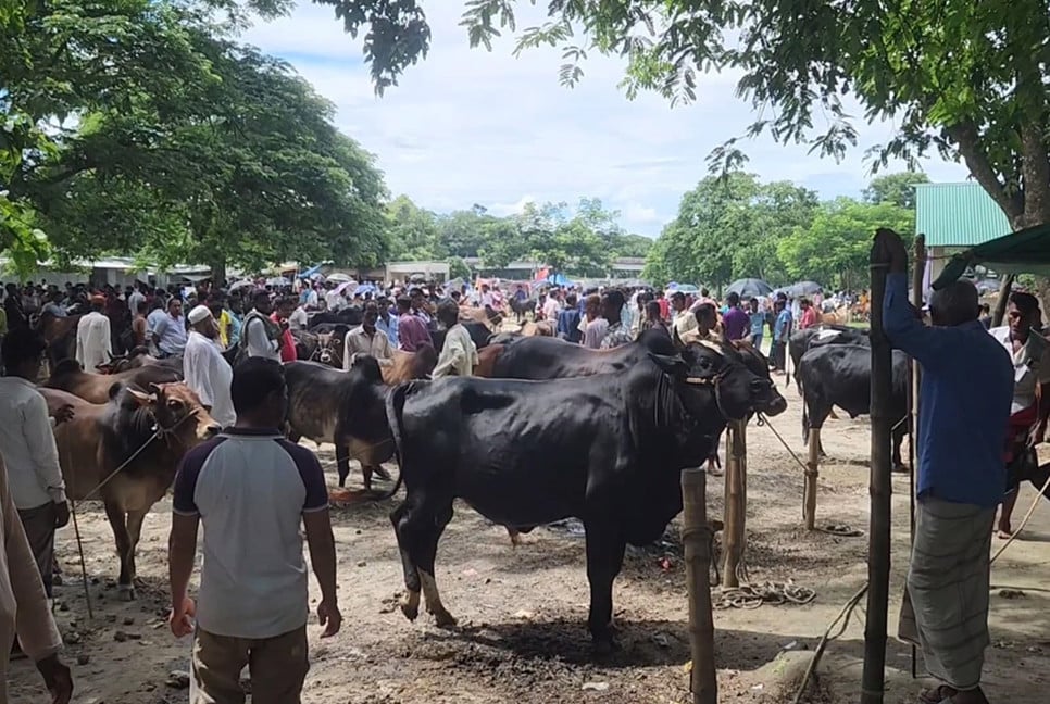 নেত্রকোনায় ২০০ ছাড়িয়েছে কোরবানির পশুর হাট