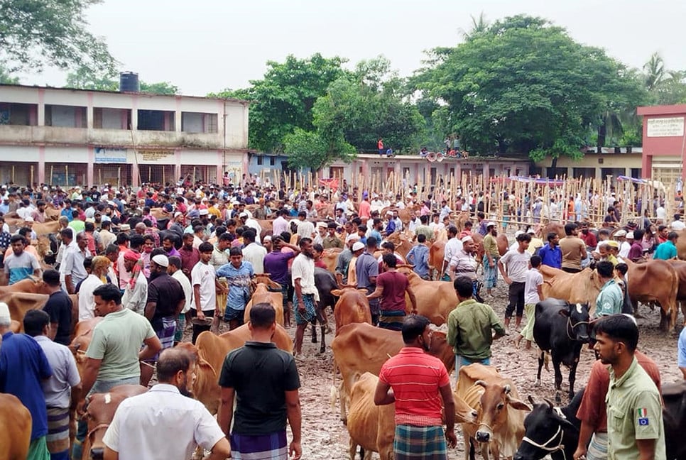 কুমিল্লায় বিভিন্ন শিক্ষাপ্রতিষ্ঠানে পশুর হাট, স্কুল বন্ধ রাখার অভিযোগ