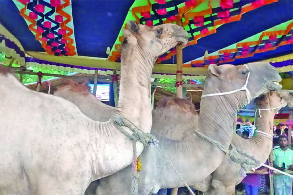 মইজ্জ্যারটেক হাটে ভিড়