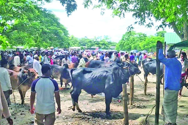 কোরবানির পশুর হাট জমে উঠেছে, দাম কিছুটা কম