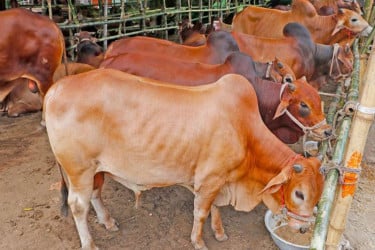 সুস্থ গরু চেনার উপায়