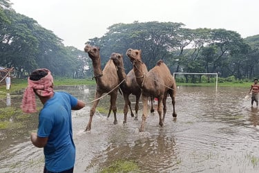 মরুর ‘জাহাজ’ এখন চট্টগ্রামে, উট দেখতে হাটে উপচে পড়া ভিড়!