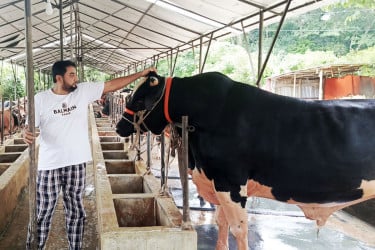 গরু-মহিষের খামারে সফল চাঁদপুরে মোজাম্মেল