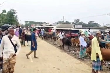 কলাপাড়ায় মহাসড়ক দখল করে বসানো পশুর হাট বন্ধ
