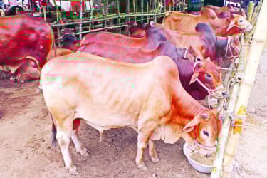 সুস্থগরু চেনার উপায়