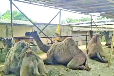 পুটখালী গ্রামে চাঞ্চল্য