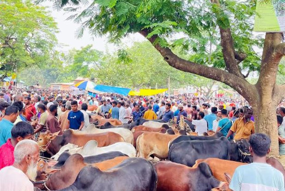 ঐতিহ্যবাহী পাকেরহাটে জমে উঠেছে পশুর হাট