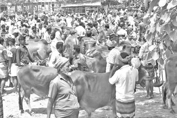 চাহিদা বেশি মাঝারি গরুর